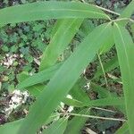 Phyllostachys sulphurea Leaf