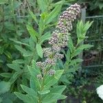 Spiraea salicifolia 花