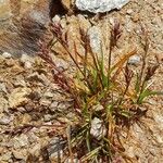 Poa alpina موطن