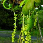 Quercus robur Fula