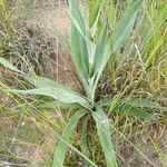 Eryngium yuccifolium Blatt