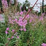 Epilobium angustifoliumÕis