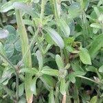 Silene gallica Blatt