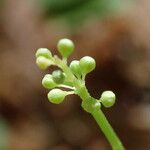 Maianthemum bifolium Inny
