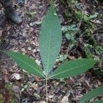 Hevea guianensis Leaf