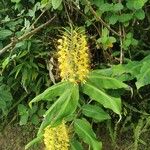 Hedychium gardnerianumফুল