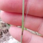 Dianthus sylvestris পাতা