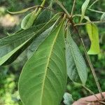 Byrsonima crassifolia Feuille