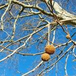 Platanus × hispanica Fruit