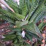 Haworthia limifolia Leaf