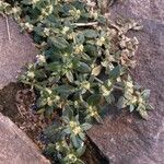 Guilleminea densa Blüte
