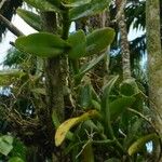 Epidendrum rigidum List