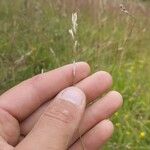 Danthonia decumbens Květ