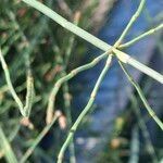 Equisetum ramosissimum 其他