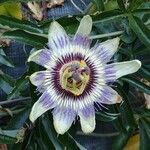 Passiflora caerulea Flower