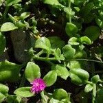 Mesembryanthemum cordifolium Habit