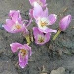 Colchicum cupanii Квітка