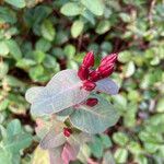 Triadenum fraseri Flower