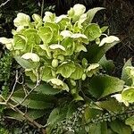 Helleborus argutifolius ശീലം