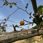 Ziziphus spina-christi Meyve