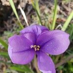 Patersonia sericea Flower