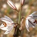 Asphodelus tenuifolius Цветок