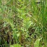 Dryopteris cristata Habit