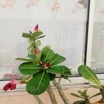 Adenium obesumFlor