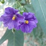 Solanum nudum Flower