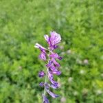 Vicia villosaFloare