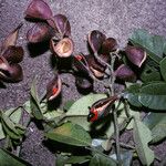 Ormosia costulata Tunda