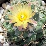 Coryphantha elephantidens Květ