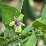 Ruscus aculeatusFlower