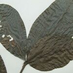 Neea floribunda Other