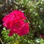 Rosa pendulina Flor