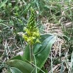 Neottia ovata Flor