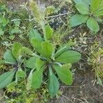 Plantago virginica Blatt