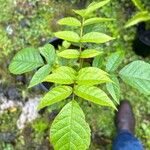 Spathodea campanulata Leaf