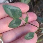 Euphorbia graminea Leaf