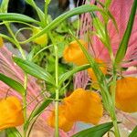 Sandersonia aurantiaca Blatt