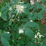 Aesculus parviflora عادت