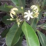 Coelospermum fragrans Flor