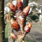 Prunus × subhirtella Кветка