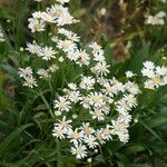 Solidago ptarmicoides 花