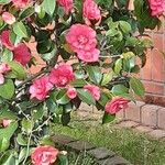 Camellia oleifera Floare
