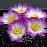 Mammillaria luethyi Flower