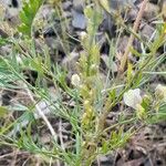 Linaria × sepium Deilen
