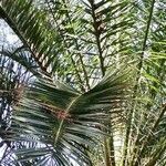 Phoenix canariensis Folha