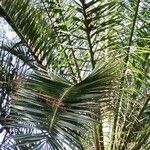 Phoenix canariensis ഇല