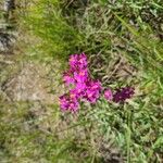 Centaurium erythraeaFlors